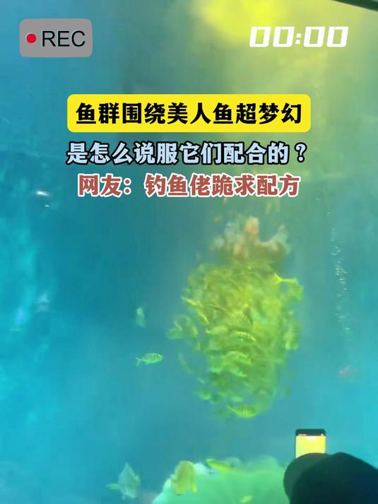 鱼群围绕美人鱼超梦幻,是怎么说服它们配合的?