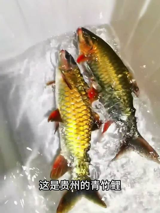 溪流鱼种还得看贵州，带你认识16种贵州溪流鱼种