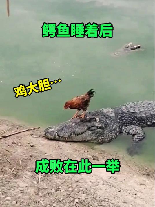 大公鸡趁鳄鱼睡着了赶紧跑