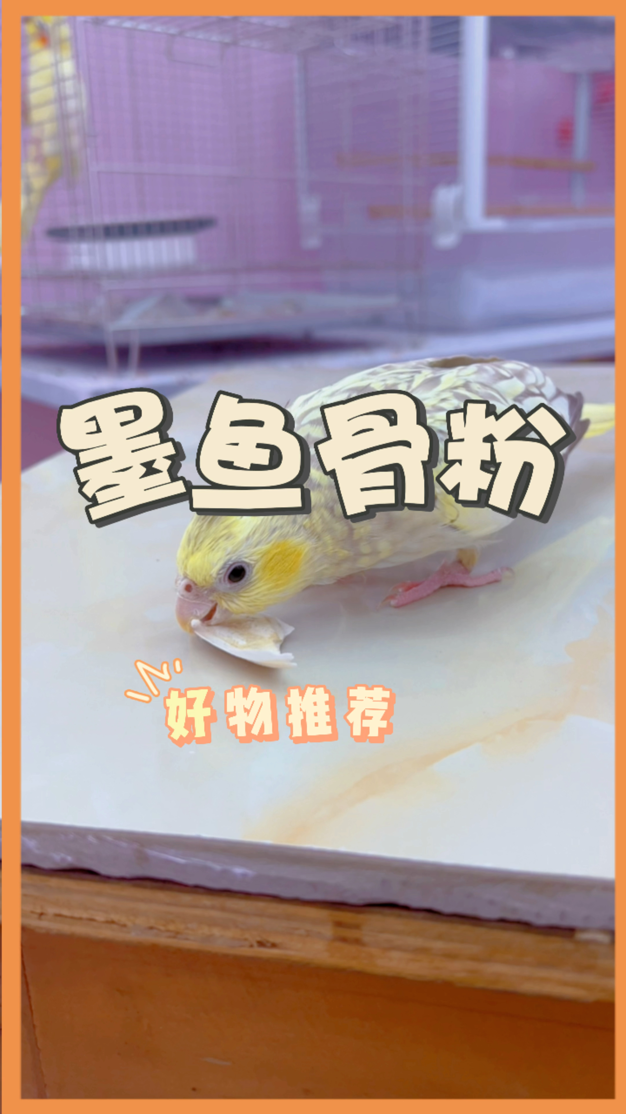 你知不知道，墨鱼骨粉对鹦鹉来说是个好东西