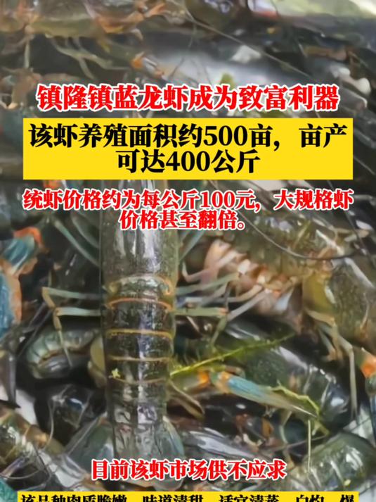 厉害,这里的蓝龙虾成为养虾致富利器,而是市场供不应求!