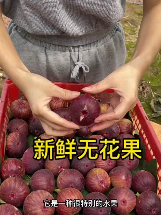 云南老树红皮无花果，温润健脾，胃口差的老人日常当鲜果食补佳品