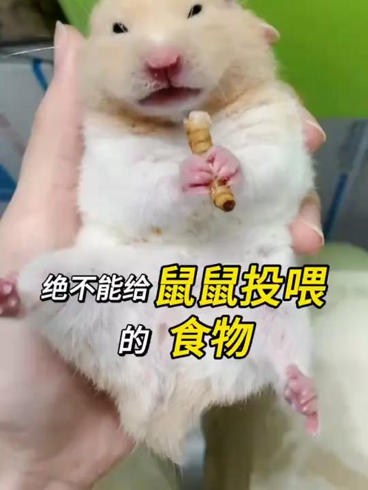 绝不能给仓鼠投喂的食物,新手宝宝一定要看看