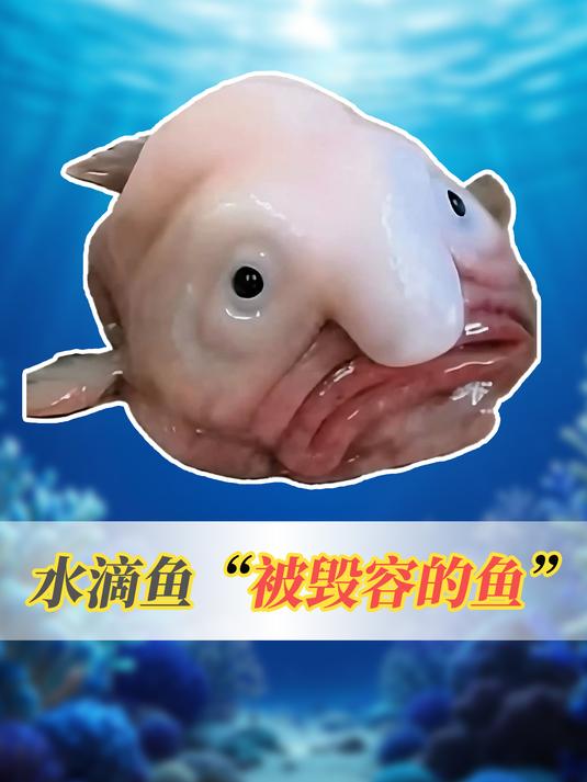 被全世界误解的水滴鱼,他并不丑只是被毁容了