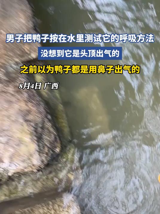 男子把鸭子按在水里测试它的呼吸方法