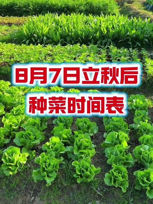 8月7日立秋以后,种菜时间表