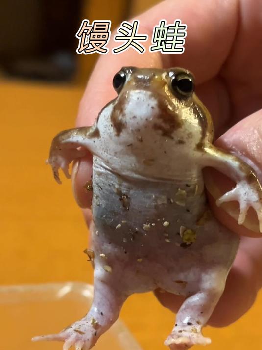 馒头蛙:快看,这里有只会动的馒头