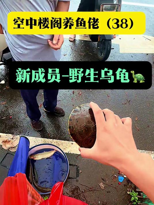 空中楼阁养鱼记 锦鲤和乌龟能不能混养