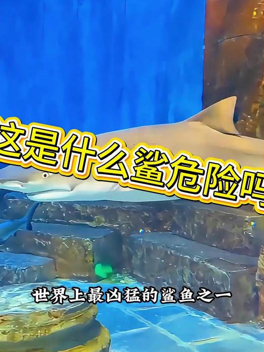 柠檬鲨危险吗