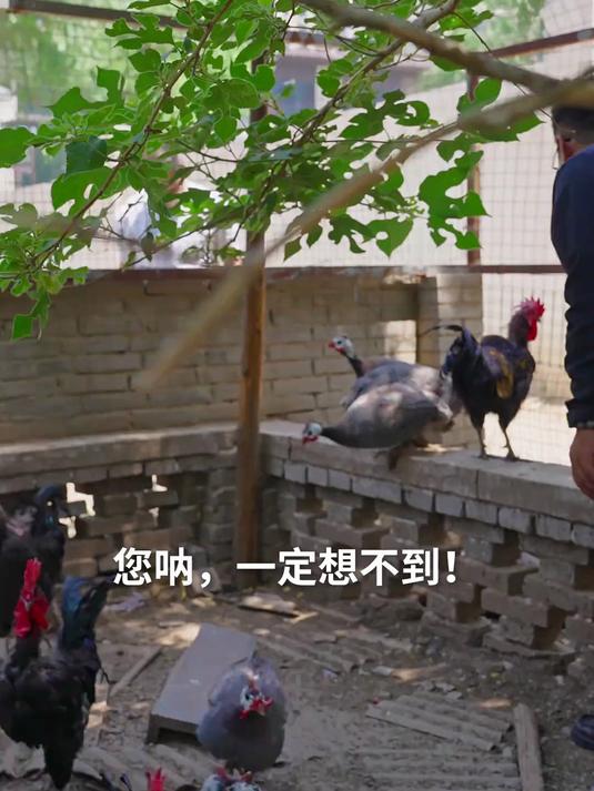一口鸡肉就锅巴,生活好比赛神仙!