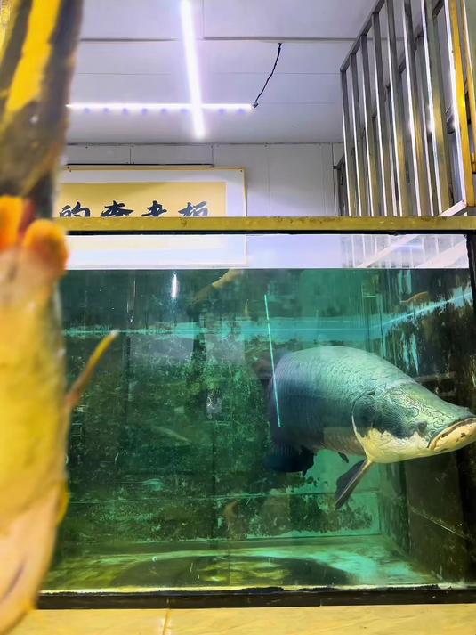 这么大的一条鱼,就这一口就吃掉了?网友:它一天吃几顿啊