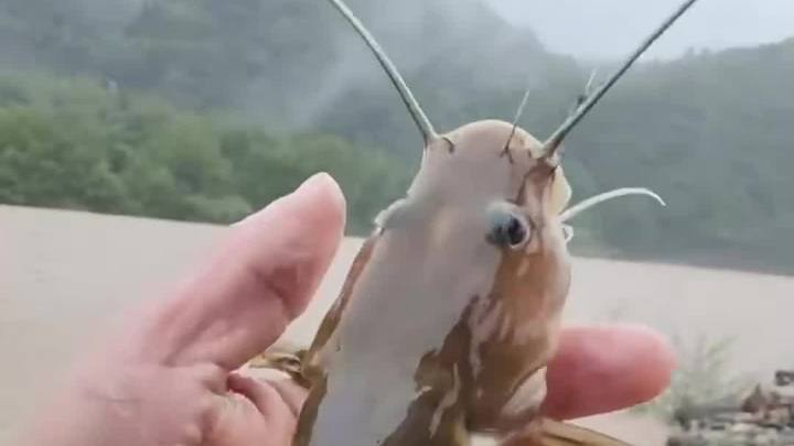 4月28日小时候吃过的石板条鱼1