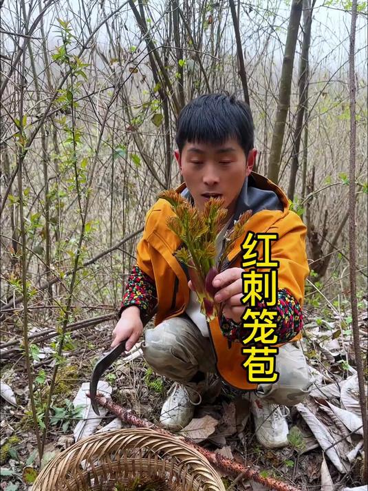 掰不完的刺笼苞,吃不完的野菜