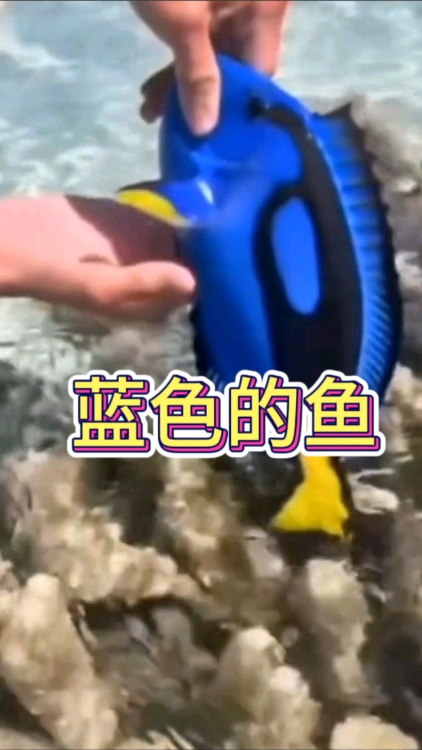 海边遇到蓝色的鱼,也不知道是什么品种呀