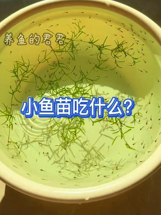 刚孵化小鱼苗能吃什么?
