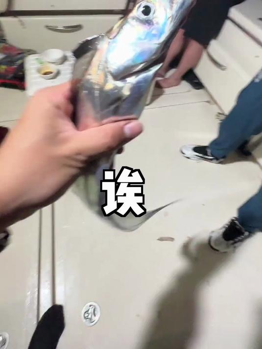 据说大部分人都没见过活带鱼,真的太惊艳了