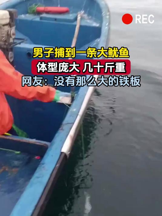 男子捕到一条大鱿鱼,体型庞大 几十斤重,网友:没有那么大的铁板
