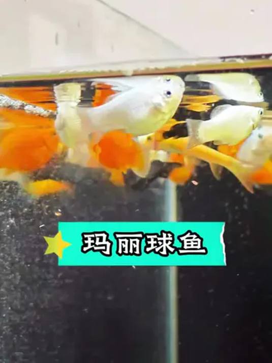 新手养鱼必看:玛丽皮球鱼呆萌可爱还能生小鱼