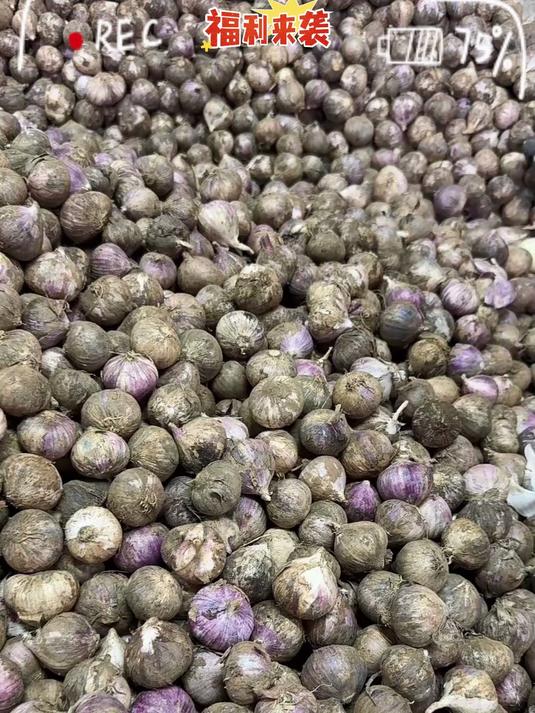 云南紫皮独头蒜炒菜特别香炒菜糖醋蒜腌腊八蒜都可以