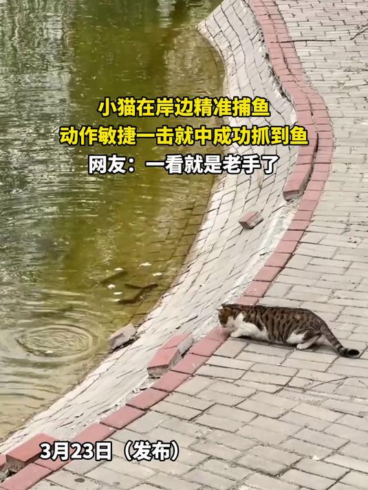 小猫在岸边精准捕鱼，动作敏捷一击就中成功抓到鱼，网友：一看就是老手了