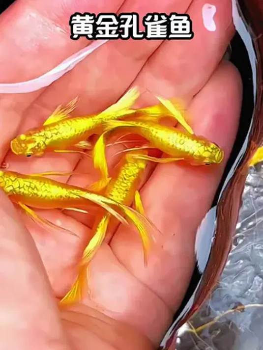 黄金孔雀鱼美又好养,吉祥如意,喜欢就下单