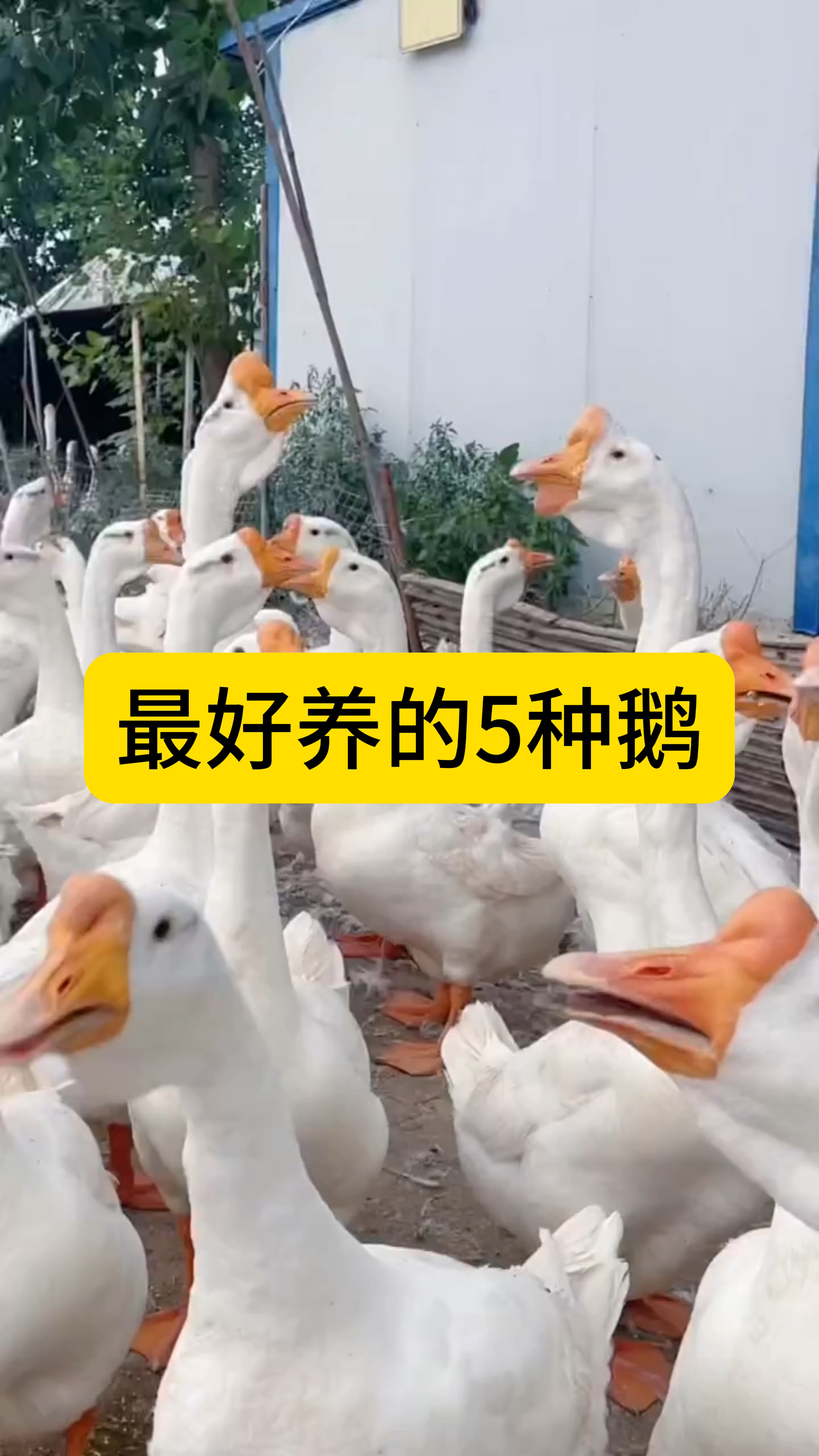 最好养的五种鹅