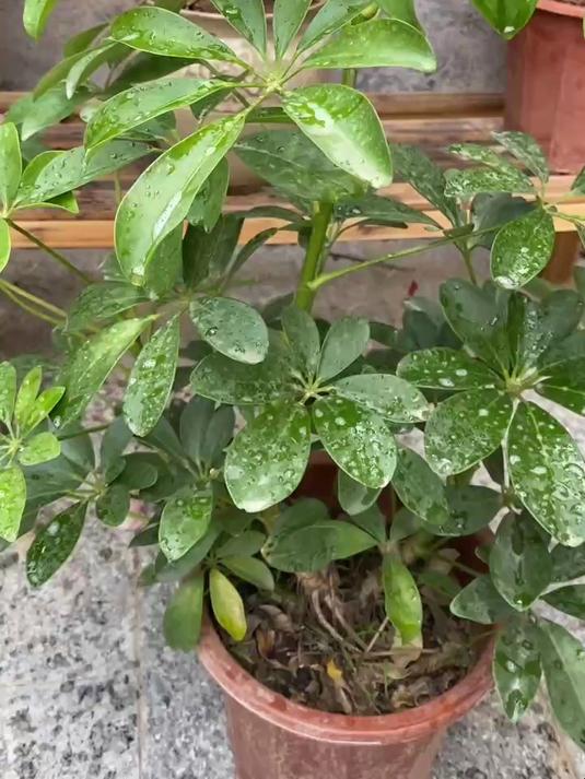 鸭掌木招虫该怎么办呢？做好1点