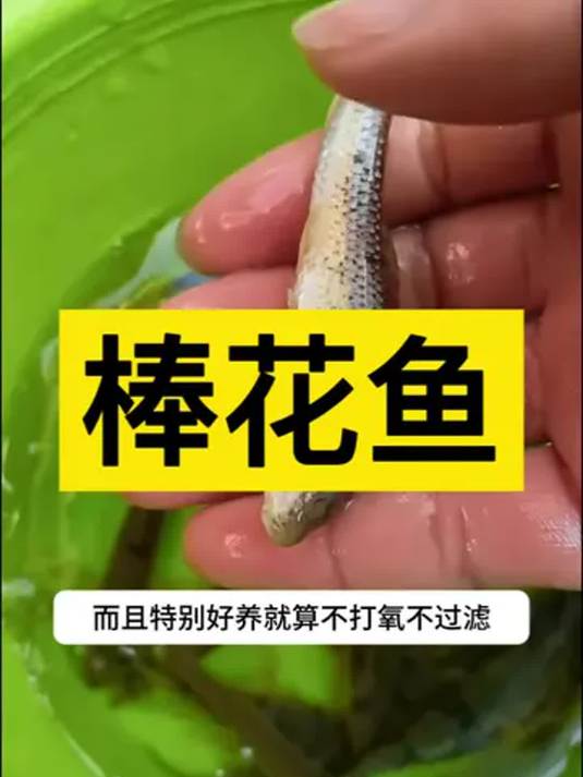 冷水观赏棒花鱼 饲养技巧与独特魅力