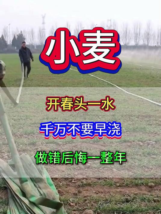 小麦3月1号返青一水晚浇227