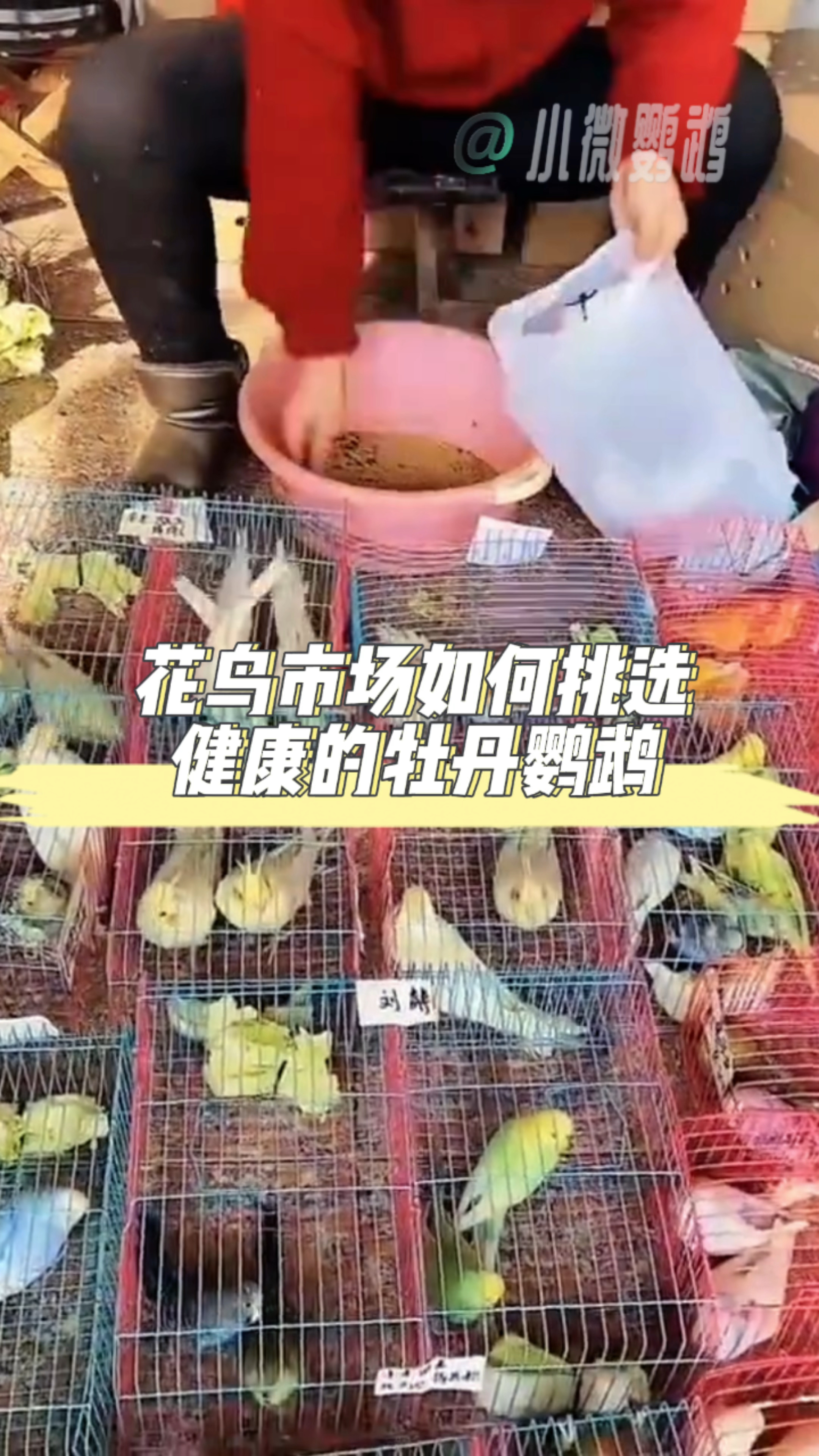 在花鸟市场,如何挑选健康的牡丹鹦鹉