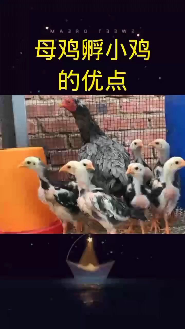 母鸡孵小鸡的优点