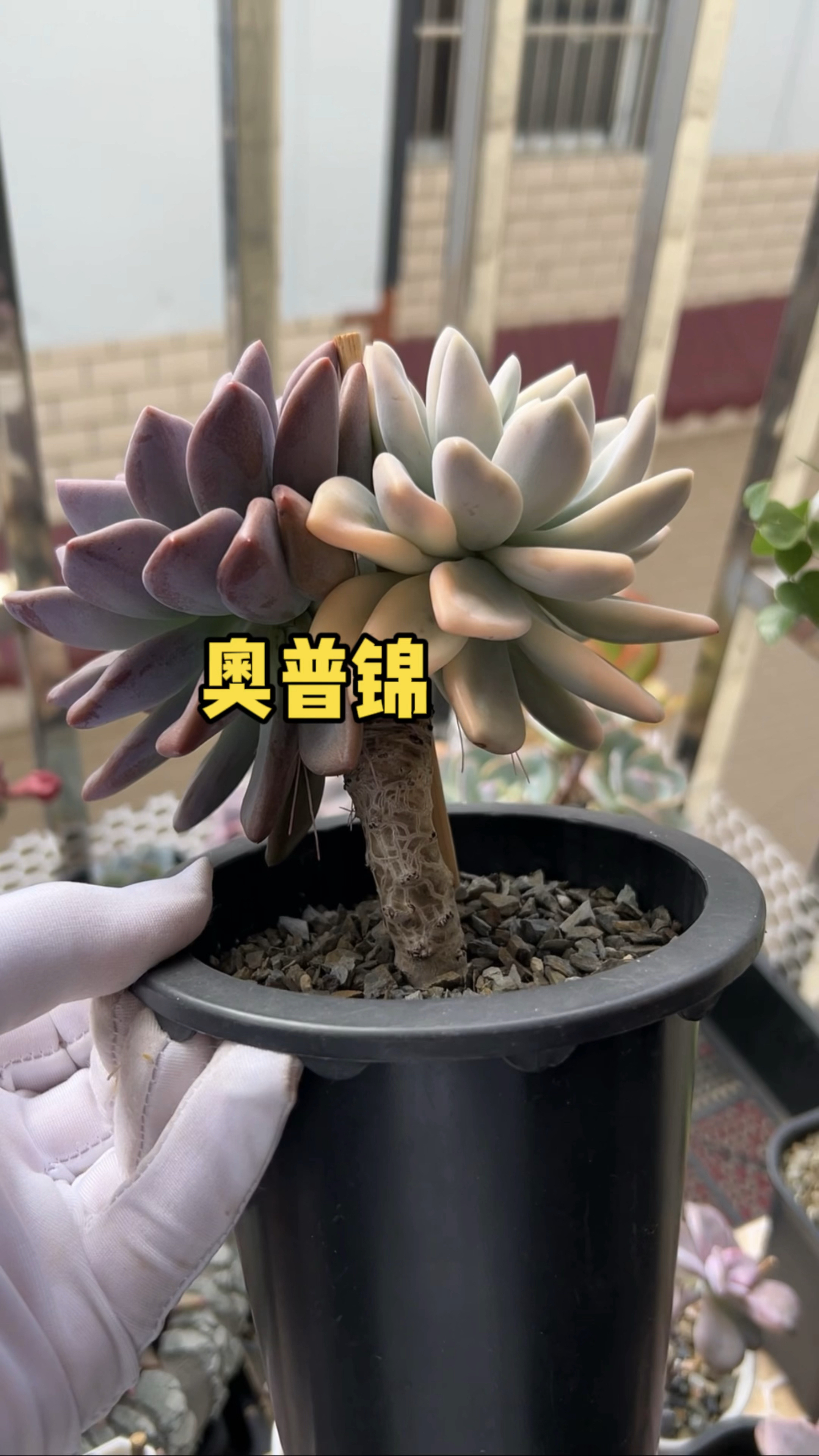 如何让一棵即将消锦的多肉重新出锦