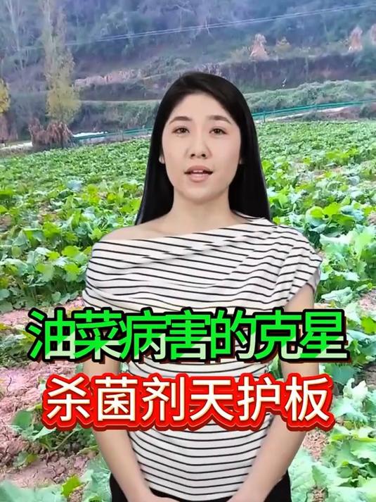 油菜病害的克星,杀菌剂天花板