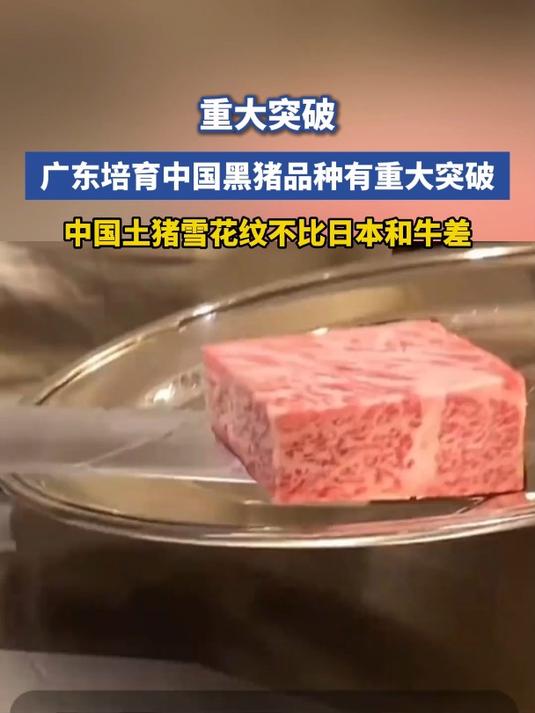 广东培育中国黑猪品种,有重大突破,中国土猪雪花纹也很好