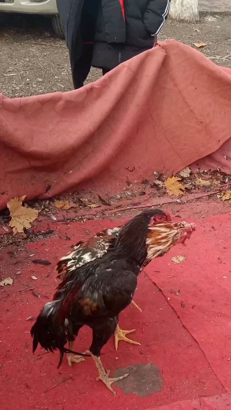 黑斗鸡是泰国公鸡和缅甸母鸡结合出的后代,打斗方法灵活多变