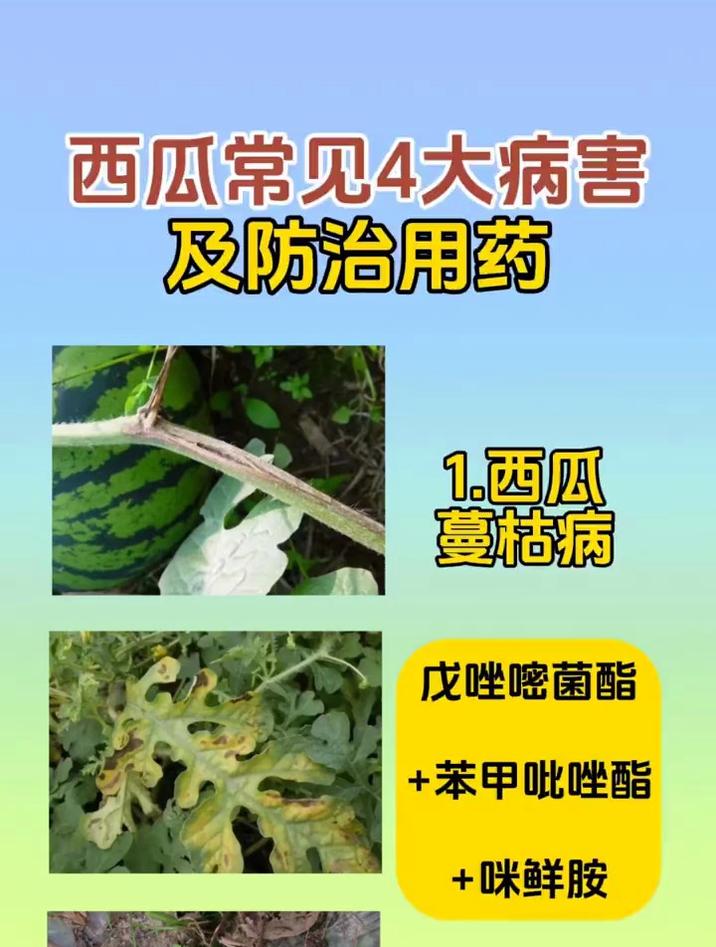 西瓜种植 西瓜蔓枯病 疫病 西瓜常见4大病害及防治用药