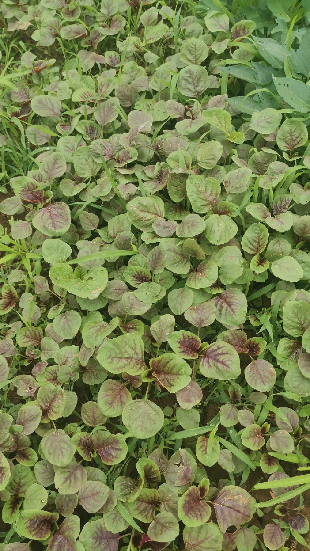 北方没见过的蔬菜,你们都叫什么