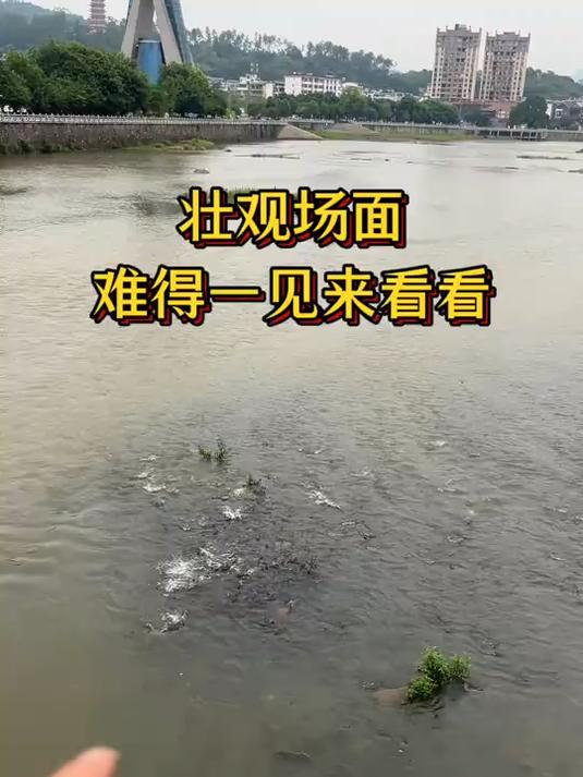 江西一大河鱼群泛滥,不是一般的多超级多,壮观场面难得一见