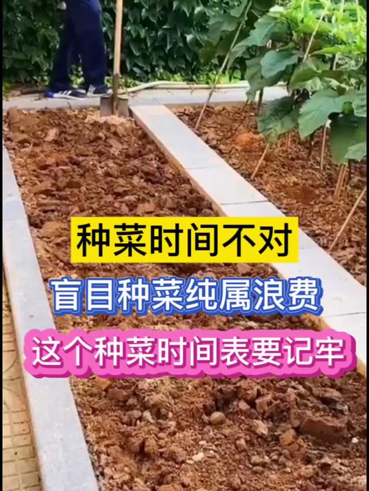 2025年种菜时间表种菜时间不对盲目种菜纯属浪费