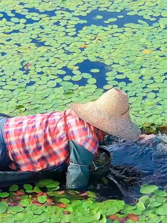 莼菜，一种外围包裹着像“鼻涕”胶质的蔬菜。口感很独特