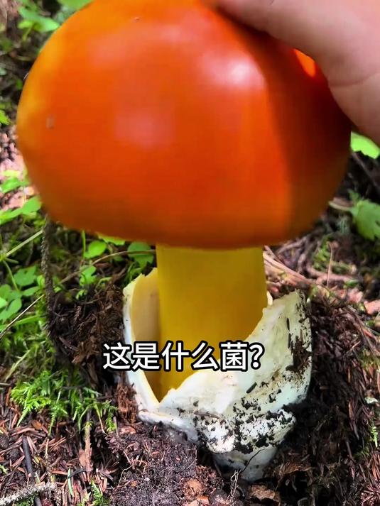 分享科普22种“菌”，你都认识那种？
