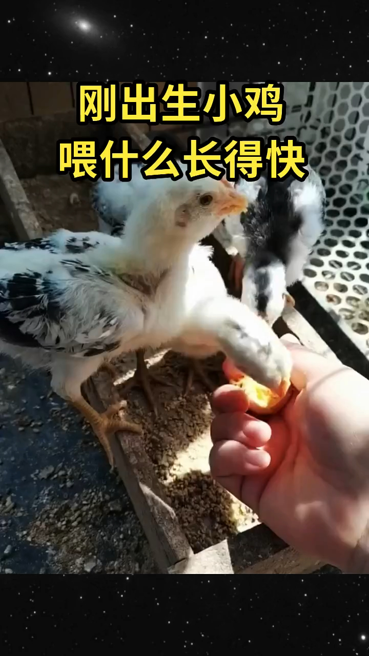 刚出生的小鸡喂什么长得快