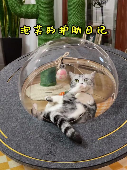 精致猪猪女孩芙芙上线！今天也是颜值爆表的可爱小猫咪