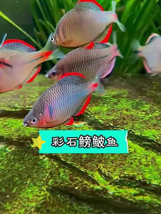彩石鳑鲏鱼超顽强!冬天水面结冰也能活 养鱼必选