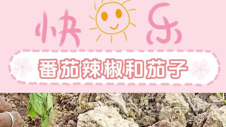 快乐的菜园子里面又种了番茄辣椒和茄子