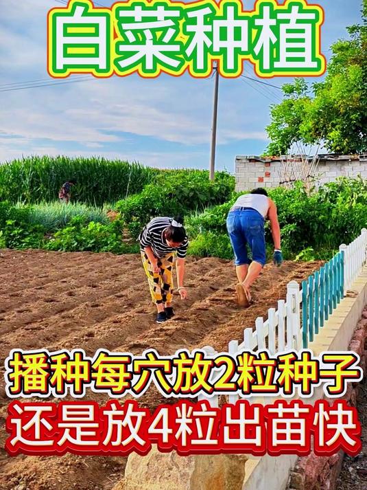 白菜播种每穴放2粒种子,还是4粒种子呢?(黄车)包