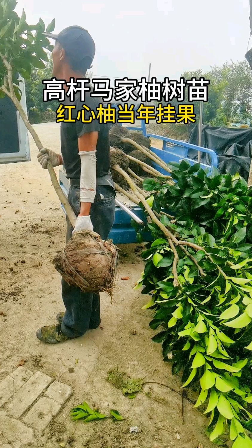高杆马家柚树苗,红肉柚,当年可以试挂果#果树苗 #苗木种植基地 #常见庭院果树推荐