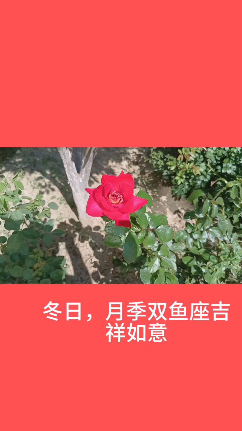 冬日,月季双鱼座吉祥如意
