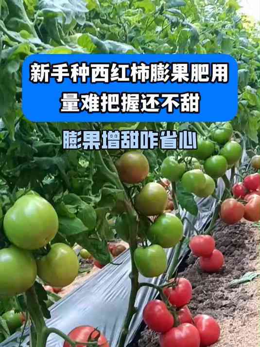 新手种西红柿膨果肥用量难把握还不甜