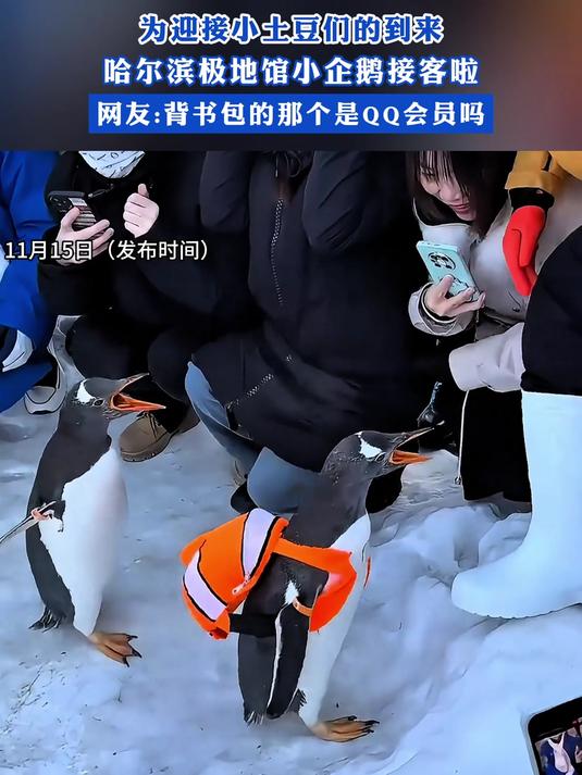 为迎接小土豆们,尔滨极小企鹅接客啦,“背书的是QQ会员?”